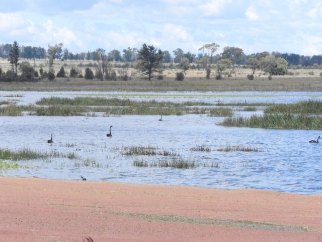 Swans on Dangar Lagoon