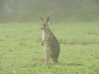 A wet-looking young kangaroo