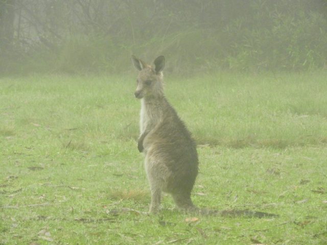 A wet-looking young kangaroo