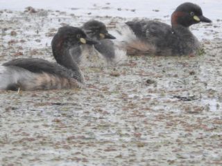 Australasian Grebes