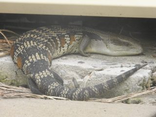Blue tongue lizard in our back garden