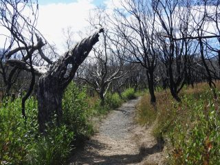 Burnt forest on the trail Burnt forest on the trail