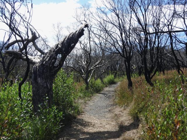 Burnt forest on the trail
