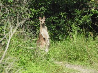 Kangaroo on the trail Kangaroo on the trail