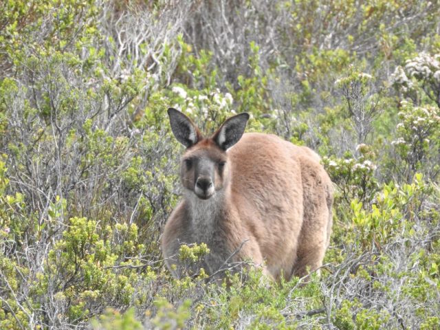 Kangaroo in Innes National Park