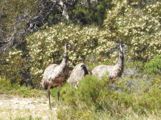Emus in Innes National Park