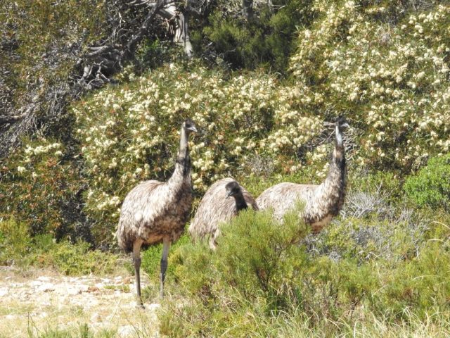 Emus in Innes National Park
