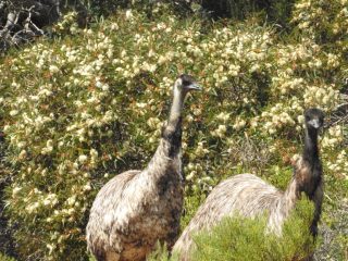 Emus getting closer in Innes National Park