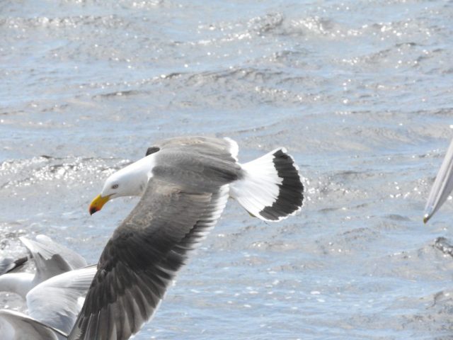 Pacific gull in flight