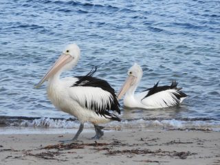 Pelicans on the beach