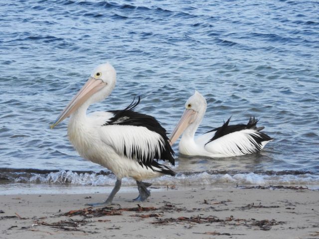 Pelicans on the beach
