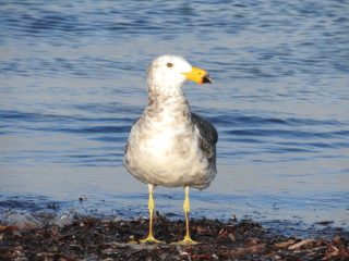 Pacific gull on the beach