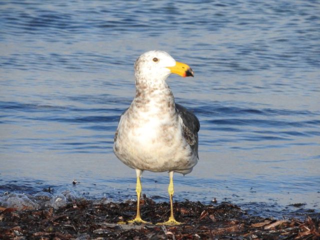 Pacific gull on the beach