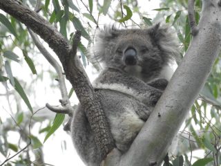 Koala 4