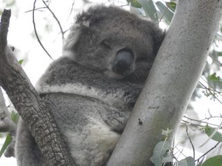 Koala 3