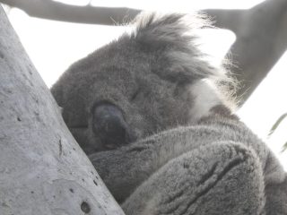 Koala 2