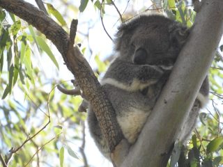 Koala 1