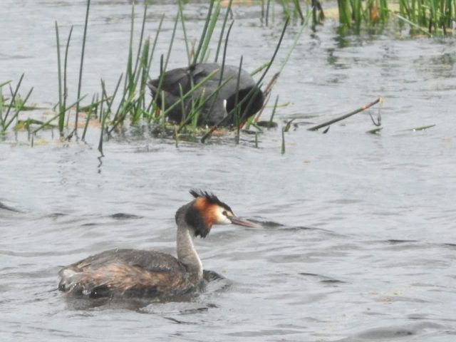 Great Crested Grebe