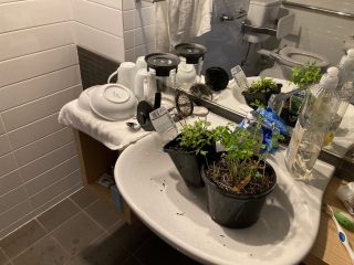 Keeping our plants watered