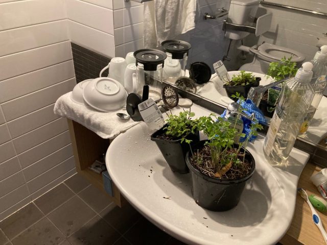 Keeping our plants watered