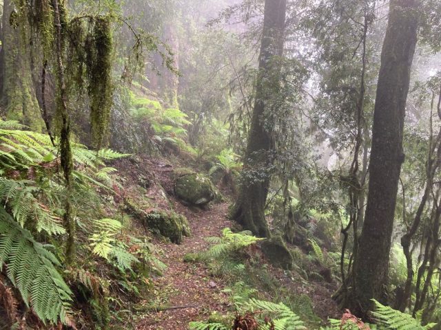 Walking trail in New England National Park