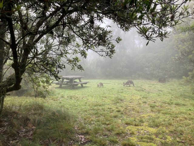 Kangaroos in the picnic area
