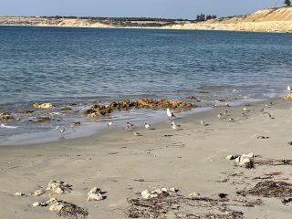 Lots of hooded plovers on the beach!