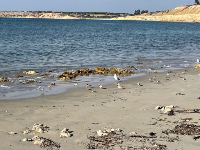 Lots of hooded plovers on the beach!