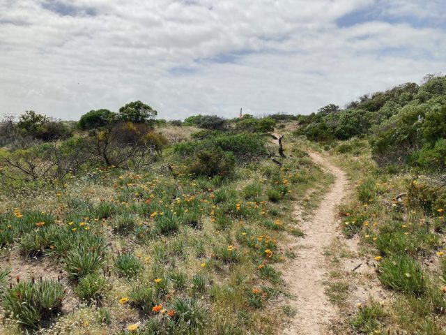 On the Walk the Yorke trail - south of Port Victoria