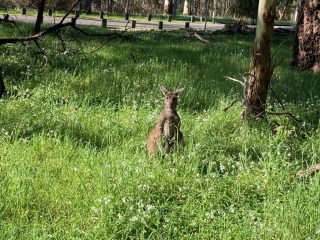 Kangaroo in Belair National Park