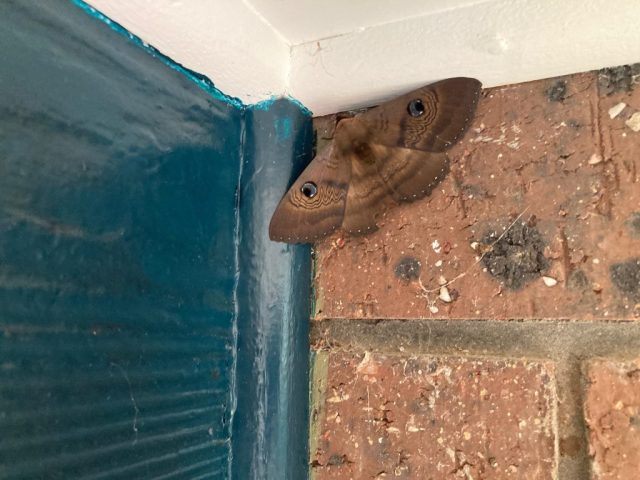 Large moth on our front door