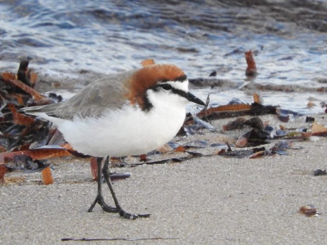 Red-capped plover