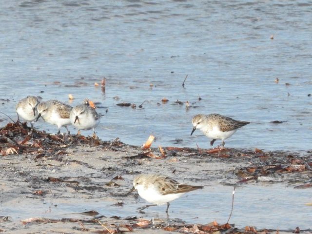 Juvenile red-capped plovers