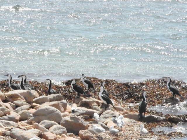 Black-faced cormorants