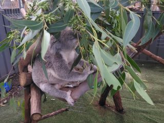 Koala in the Port Macquarie Koala Hospital