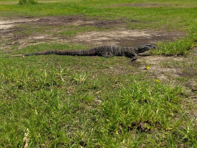 Lace Monitor in the campsite