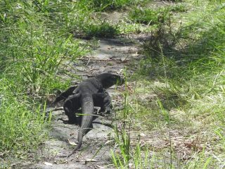 Lace Monitor on the trail Lace Monitor on the trail