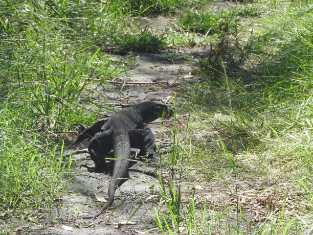 Lace Monitor on the trail