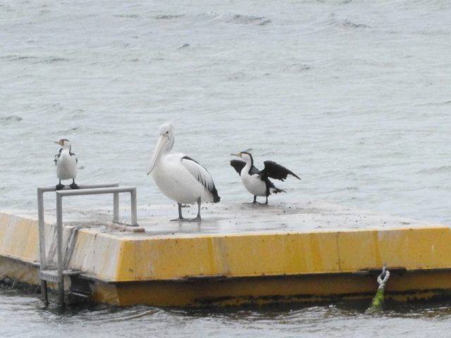 Pelicans and cormorants in Stansbury