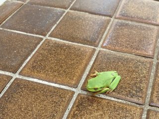 Tree frog in the bathroom