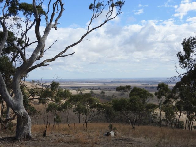 Blue Gum Lookout