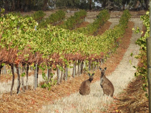 Kangaroos on the Riesling Trail