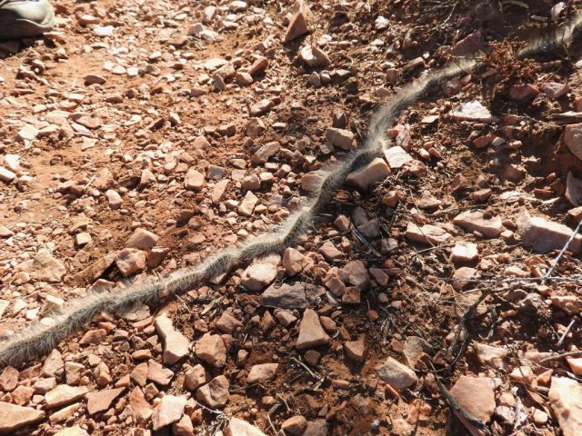 Chain of caterpillars on the trail