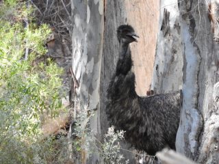 Emu on the Mambray Creek Valley Walk