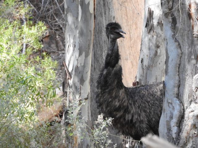 Emu on the Mambray Creek Valley Walk