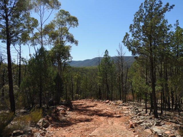 On the way back from Sug­ar Gum Look­out