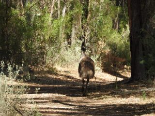 An emu ahead of us on the trail