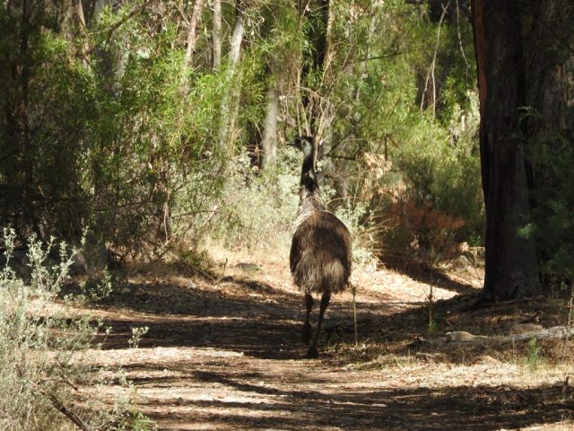 An emu ahead of us on the trail