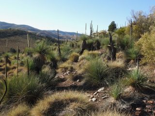 Grass trees in Warren Gorge