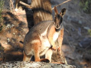 Yellow-footed rock wallaby in Warren Gorge
